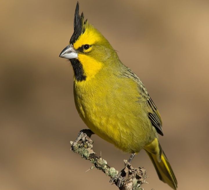 Se realizó un nuevo operativo de rescate y liberación de aves