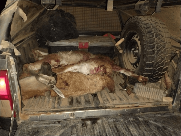 Tres hombres quedaron detenidos con fauna faenada y un arma en Ruta 149