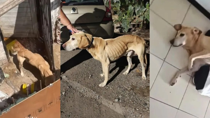 Justicia mendocina aplicó una sanción por maltrato animal tras años de encierro