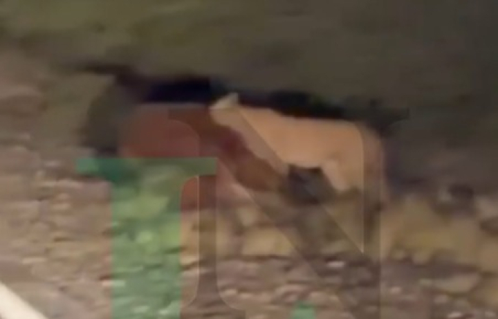 Un puma irrumpió en la ruta, se comió un caballo y generó conmoción en Valle Fértil