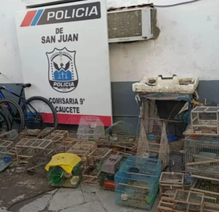 Cinco detenidos tras hallar fauna silvestre protegida en allanamientos