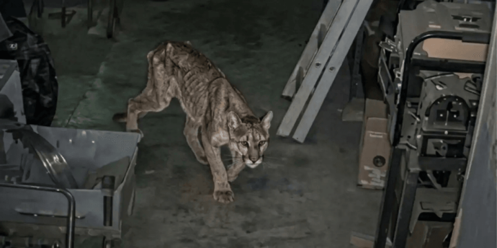 El puma hallado en Zonda y la señal que dejó en el predio del IGSV