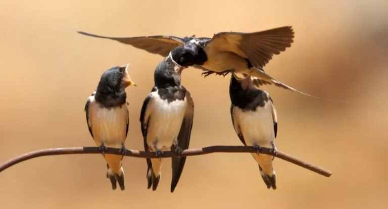 "Señor, una sola golondrina no hace verano"