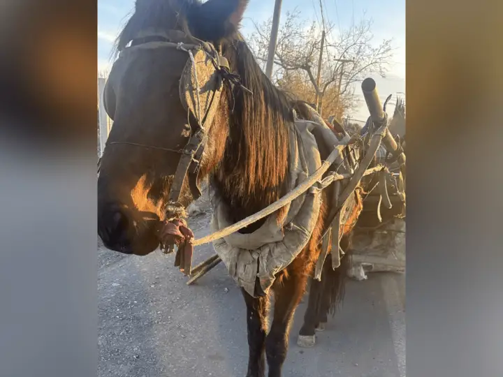 Denuncian maltrato animal tras hallar un equino en grave estado en Pocito