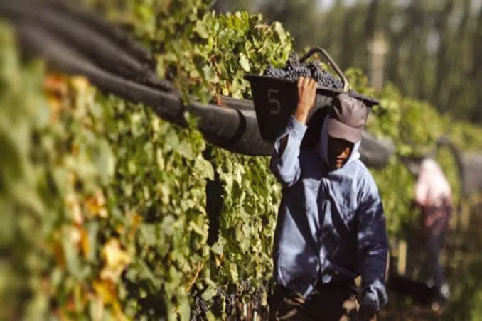 San Juan y Mendoza siguen en rojo: el vino acumula 41 meses de crisis