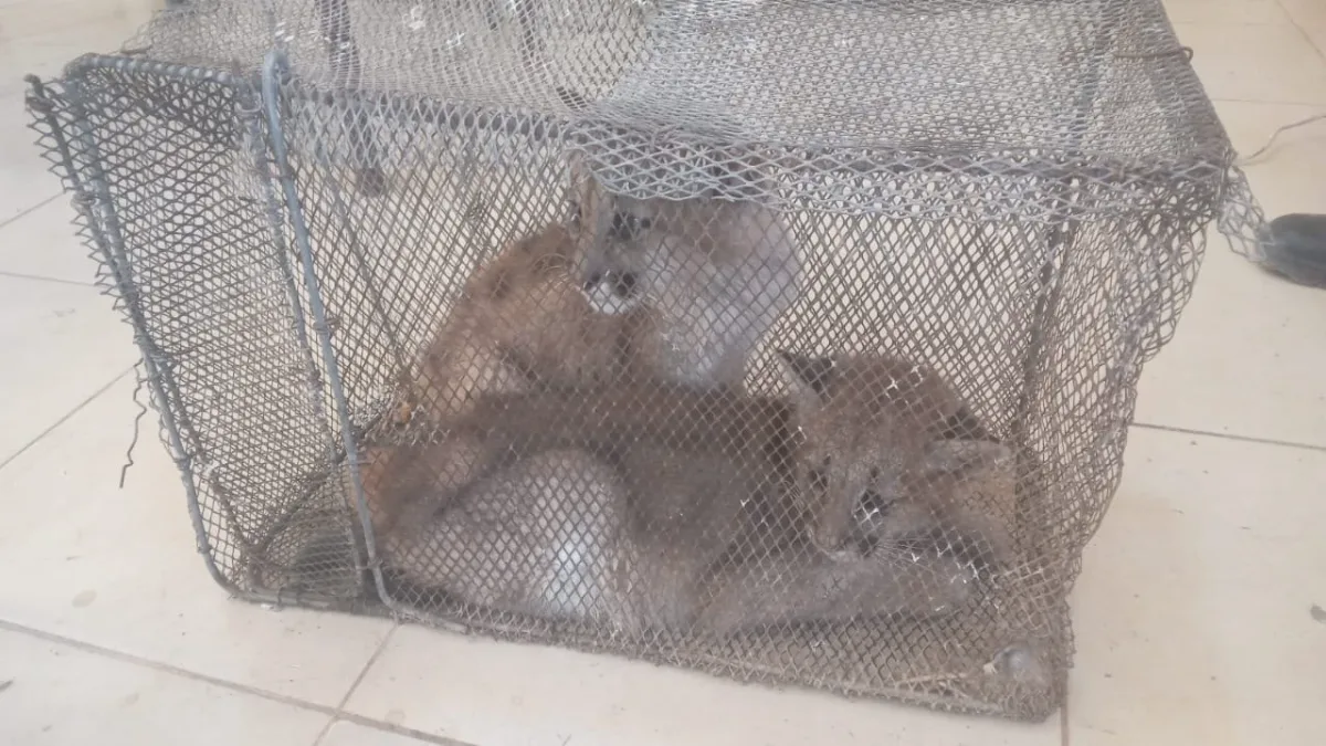 Rescataron dos cachorros de puma que estaban en cautiverio en Sarmiento
