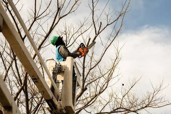 La Ciudad mantiene el arbolado público con trabajos programados en distintos barrios