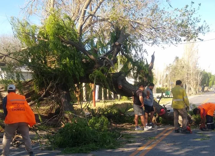 Un árbol de gran porte cayó sobre la Av. Benavídez y trabajan para despejar la calzada