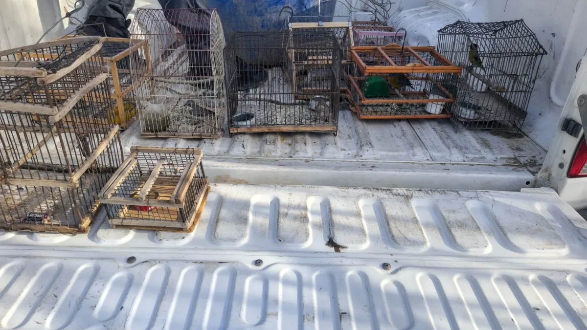 Rescataron un quirquincho y decenas de aves en dos operativos contra la venta ilegal de fauna en San Juan