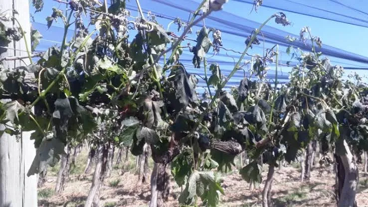 Heladas dejan hasta 40% de pérdidas en cultivos tempranos de San Juan