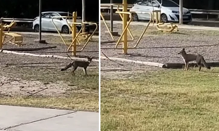 Insólito: encontraron un zorro en plena plaza del Barrio del Carmen
