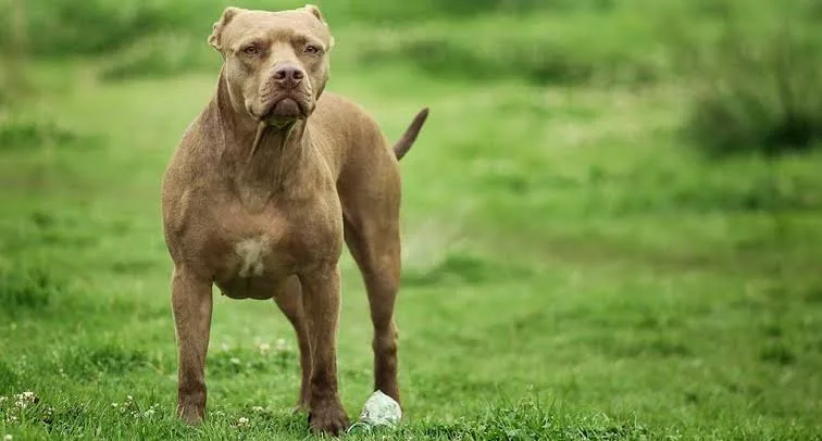 Un pitbull atacó a una jubilada de 82 años y los vecinos intervinieron para detenerlo