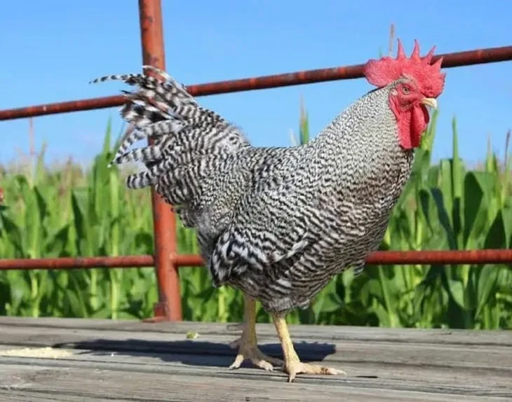 ¿Un gallo de $3 millones? El insólito animal que rompió un récord histórico en Argentina