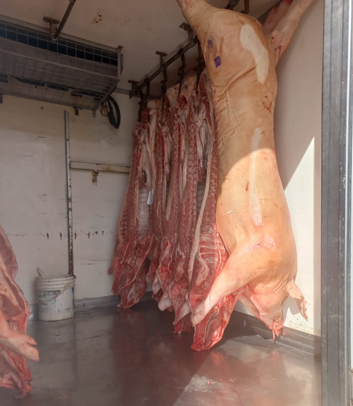 Secuestran en 25 de Mayo 14 reses de cerdo en mal estado