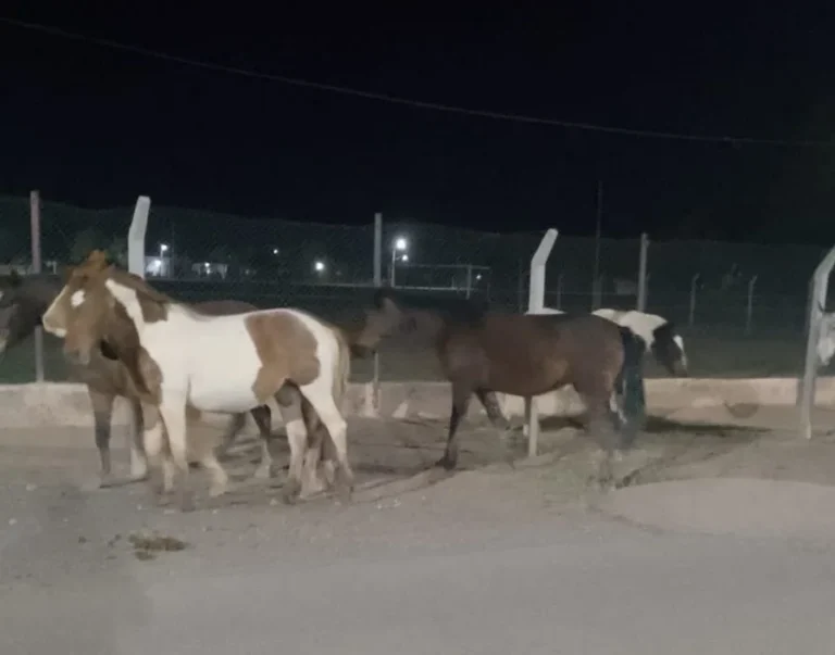Rescatan a caballos sueltos que ponían en riesgo a automovilistas en inmediaciones de un punto turístico clave de San Juan