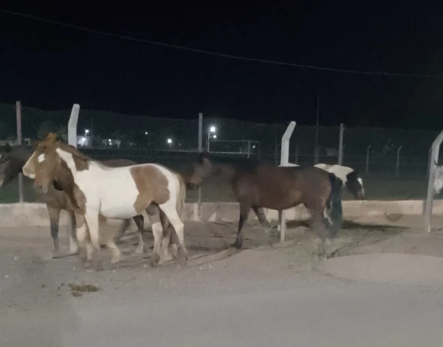 Rescatan a caballos sueltos que ponían en riesgo a automovilistas en inmediaciones de un punto turístico clave de San Juan