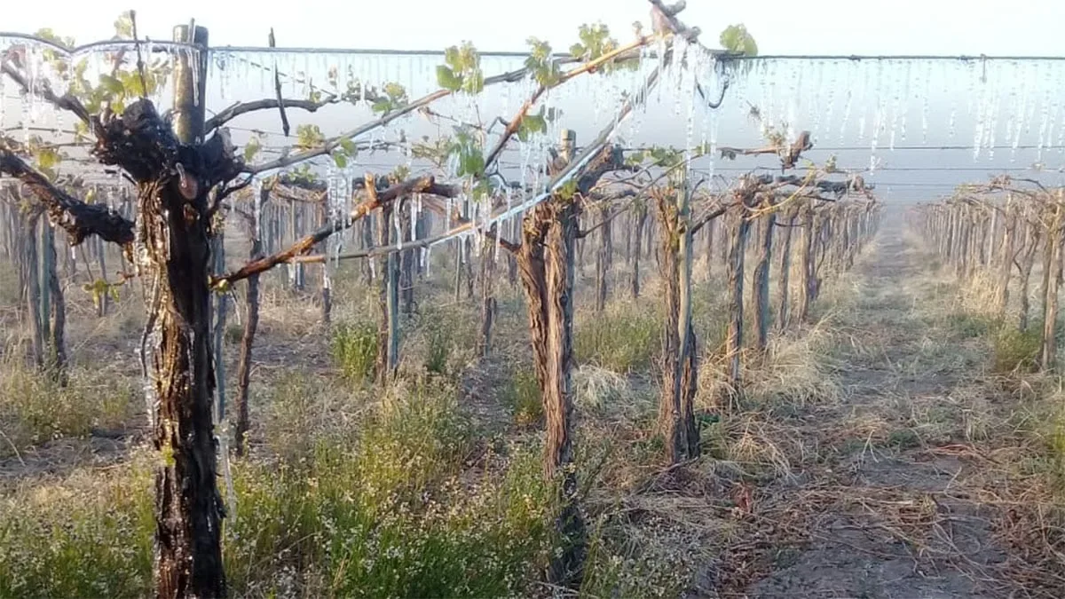 Heladas tardías: ya superan las 800 denuncias y San Juan avanza hacia una posible emergencia agropecuaria