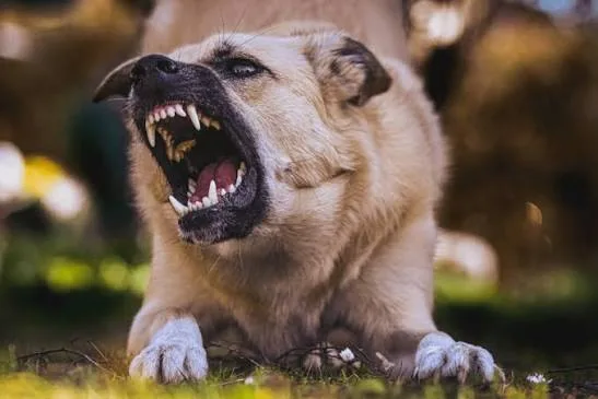 Perro mordió a una nena en Angaco y su dueño pagará $700.000