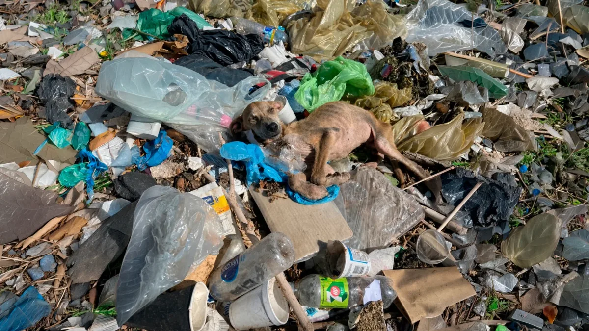Golpearon a un perro, lo dejaron agonizando en un basural y los vecinos piden ayuda para salvarlo