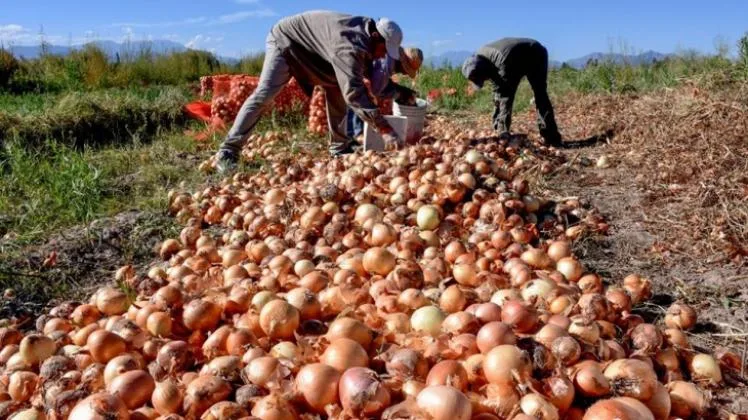 San Juan registró una de las mayores subas del país en el precio de la cebolla