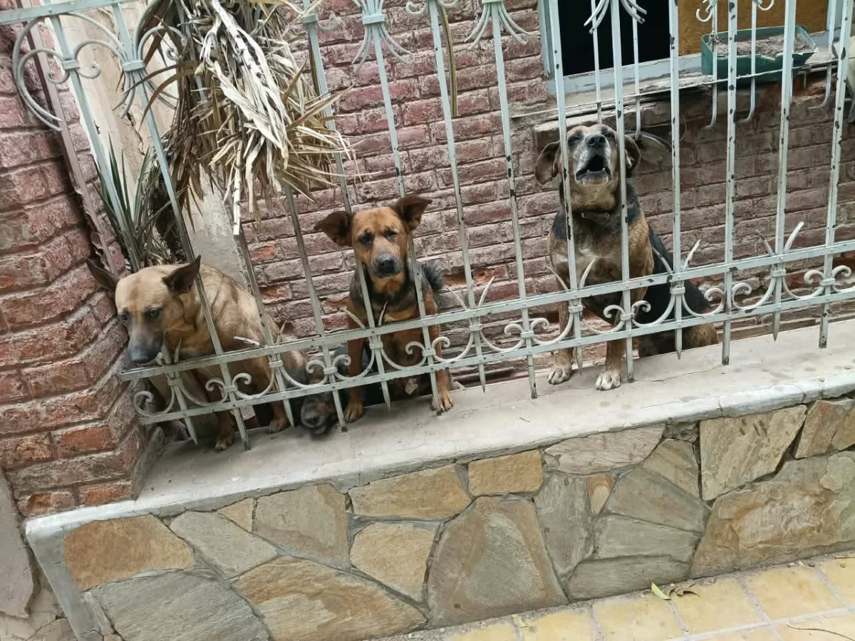 Rescataron a cuatro perros de una casa abandonada en Capital