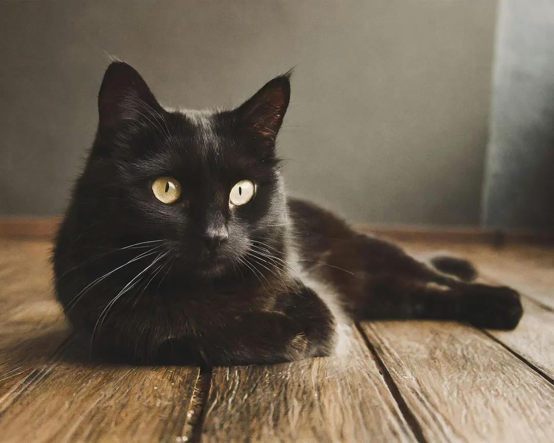 Gatos negros: por qué sus dueños entran en pánico cuando llega octubre