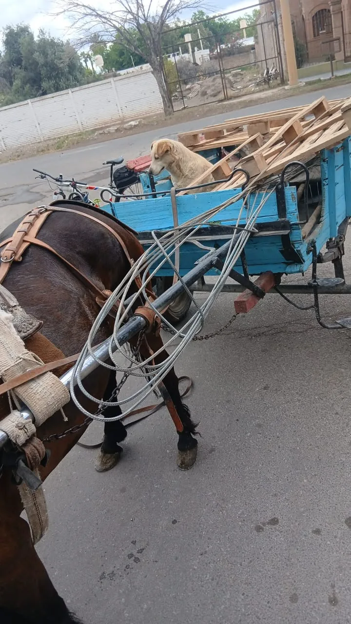 Robó barras de hierro de una obra y fue detenido cuando escapaba en una carretela